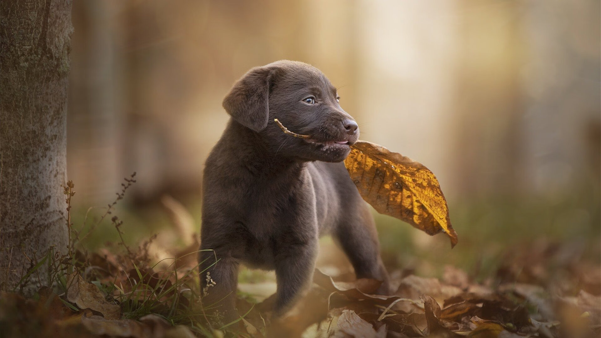 足球诗人伊萨克，巴萨对阵新西兰一役，他如何用脚尖写就散文诗？